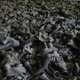 Image for article titled The Myth of an Untouched Chernobyl